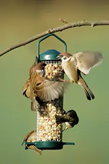 Squabbling: Tree SPARROWS - Adults squabbling at feeding station