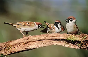 Squabbling: Tree SPARROWS - Adults squabbling over food