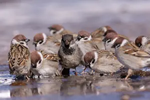 Sparrow: TREE SPARROWS AND HOUSE SPARROW