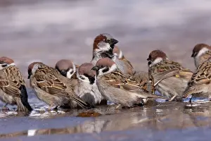 Sparrow: TREE SPARROWS AND HOUSE SPARROW