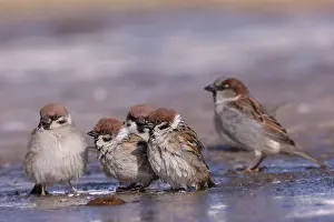 Sparrow: TREE SPARROWS AND HOUSE SPARROW