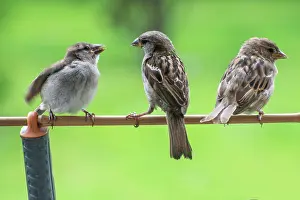 Swedish: Tree sparrows (Passer montanus). Young tree sparrow