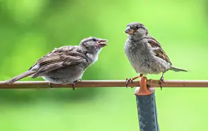 Swedish: Tree sparrows (Passer montanus). Young tree sparrow
