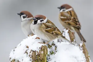 Passer: Tree Sparrows (Passer montanus) perched on a tr