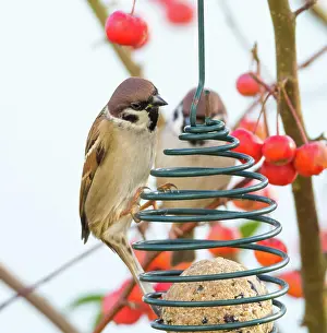 Station: Tree sparrows sitting at a bird feeder within an apple tree