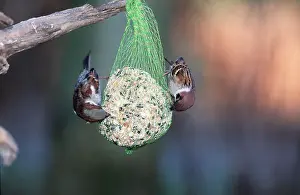 Nuts: TREE SPARROWS - x two at on seeds, nut & suet feeder