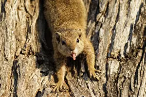 Cepapi: Tree Squirrel