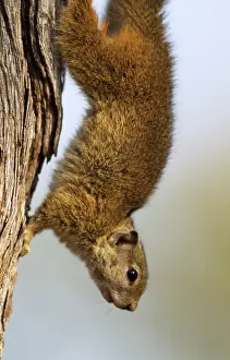 Cepapi: Tree Squirrel