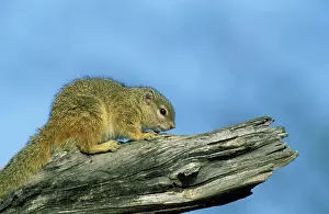 Cepapi: Tree Squirrel - Basking in the evening