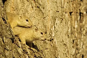 Cepapi: Tree Squirrel - In the evening in a branch fork: