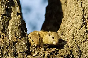 Cepapi: Tree Squirrel - In the evening in a branch fork: