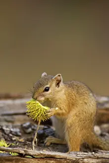Cepapi: Tree Squirrel - Feeding on the flower of a tree