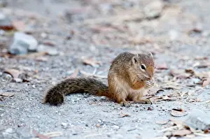 Cepapi: Tree squirrel - sitting up eating