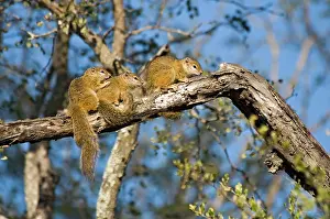Cepapi: Tree Squirrels - group basking in early morning
