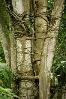 Guatemala: Tree with strangler fig - Rainforest
