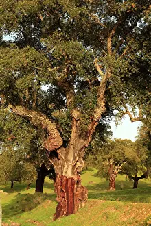 Stripped: Tree stripped of cork