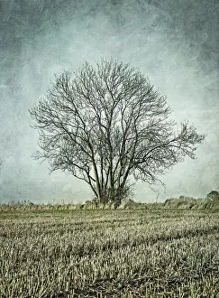 Stubble: Tree and Stubble - Textured Image - Norfolk UK