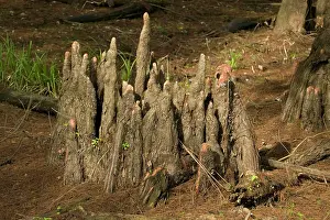 Taxodium: Tree stump - Bald / Swamp Cypress Tree - 'knees'
