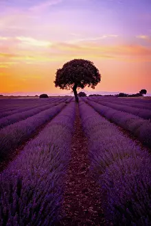 Lavender: A tree at sunset in a lavender field, natural landscape