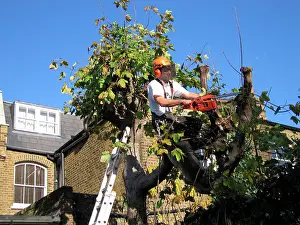 Machinery: Tree Surgeon - maintaining tree