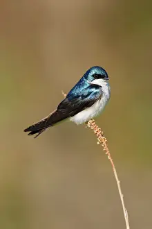 Tachycineta: Tree Swallow