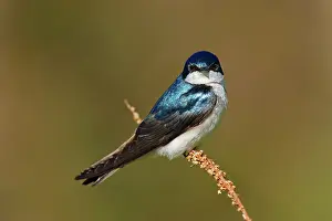 Tachycineta: Tree Swallow