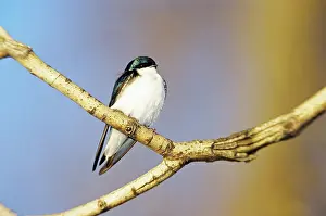 Hirundinidae: Tree Swallow