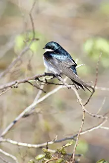 Hirundinidae: Tree Swallow
