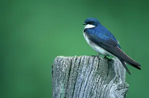 Hirundinidae: Tree Swallow