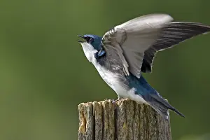 Tachycineta: Tree Swallow