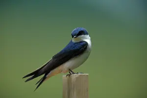 Tachycineta: Tree Swallow