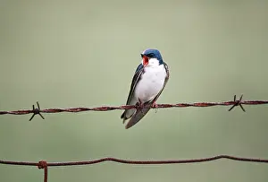 Barb: Tree Swallow