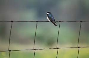 Tachycineta: Tree Swallow