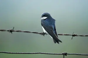 Tachycineta: Tree Swallow