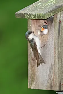 Tachycineta: Tree Swallow - adult feeding young at nest box