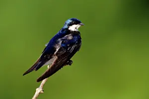 Iridoprocne: TREE SWALLOW - ON BRANCH