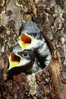 Hirundinidae: Tree Swallow Chicks