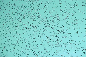Tachycineta: TREE SWALLOW - FLOCK FLYING