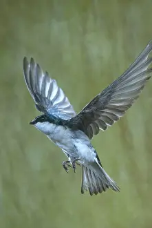 Hirundinidae: Tree Swallow Flying