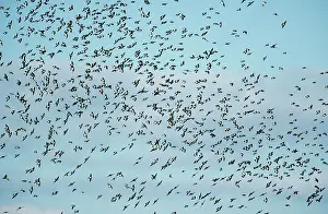 Tachycineta: Tree Swallow - Large Flock on Migration