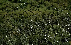 Tachycineta: Tree Swallow - Migrating Flock