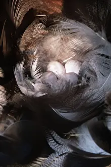 Hirundinidae: Tree Swallow Nest