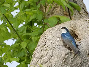 Hole: Tree Swallow - at nest hole Tachycineta bicolor