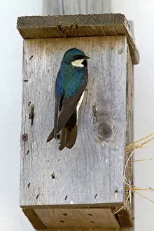 Swallow: Tree Swallow at nesting box