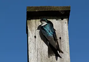 Swallow: Tree Swallow at nesting box