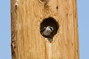 Tachycineta: Tree Swallow, nesting in woodpecker cavity in telephone