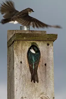 Hirundinidae: Tree Swallow pair at nesting box