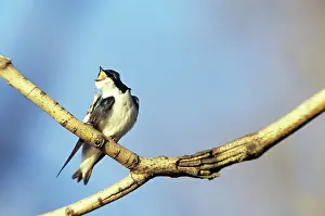 Hirundinidae: Tree Swallow, Scratching and Yawning