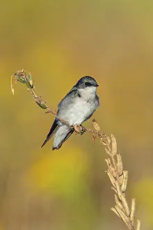 Tachycineta: Tree Swallow Tachycineta bicolor Perched on weed in go