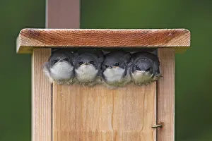 Tachycineta: Tree Swallow - Tachycineta bicolor - Young begging